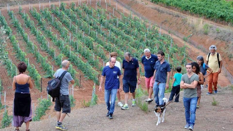A spasso tra i vigneti della tenuta Arrighi di Porto Azzurro