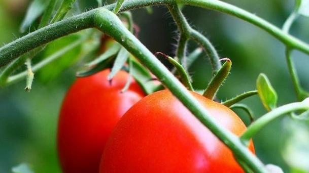 Altalena prezzi e rese Ora fa i capricci anche il pomodoro