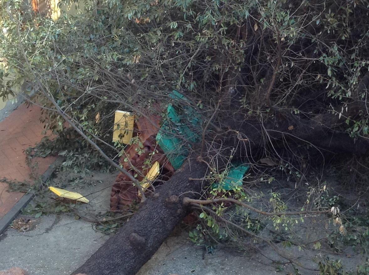 L'albero caduto nel cortile interno dell'asilo "Orto del lupo" in via San Vicenzo che ha distrutto la casetta dei bambini (foto Batavia) 