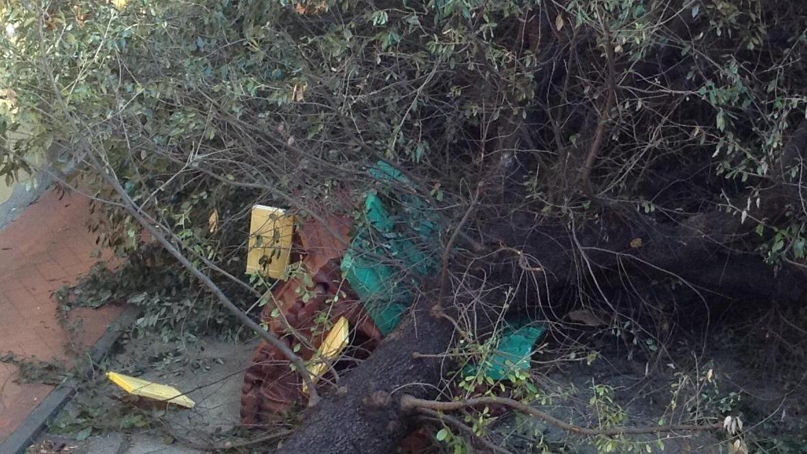 L'albero caduto nel cortile interno dell'asilo "Orto del lupo" in via San Vicenzo che ha distrutto la casetta dei bambini (foto Batavia)