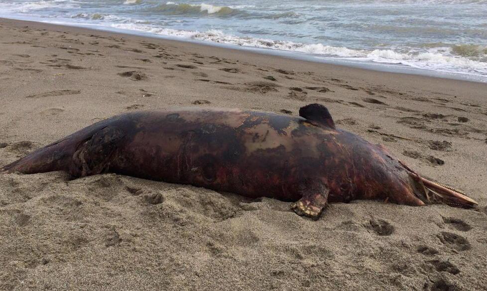 Delfino senza vita sulla spiaggia 