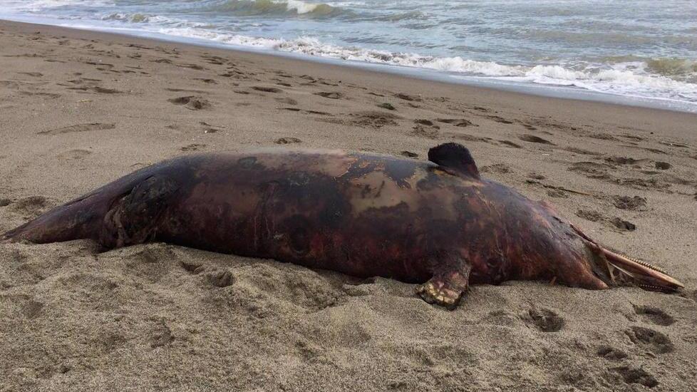 Delfino senza vita sulla spiaggia