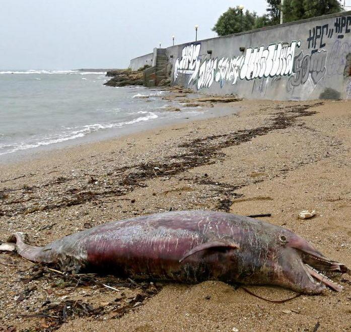 Delfino spiaggiato nelle vicinanze dei bagni Fiume