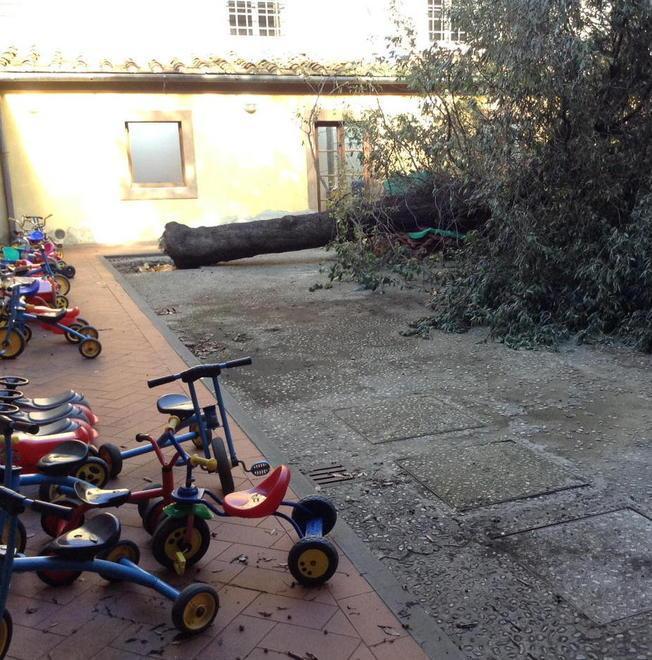 Leccio precipita nel cortile dell’asilo e distrugge la casetta 