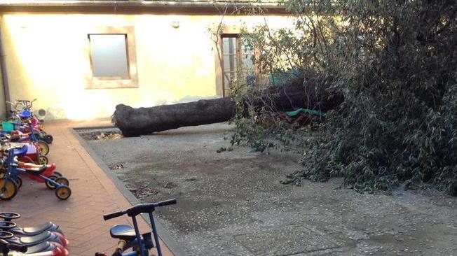 Leccio precipita nel cortile dell’asilo e distrugge la casetta