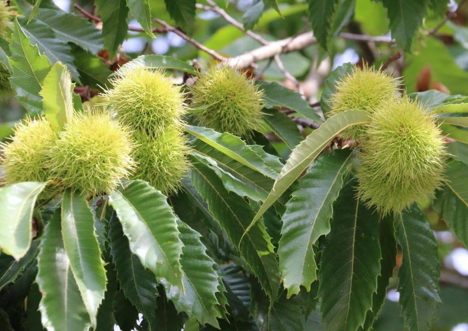 Nessuna castagna sugli alberi: l’allarme 