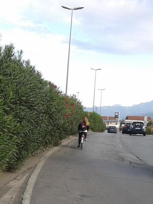 Rami sulla carreggiata in via Aurelia 