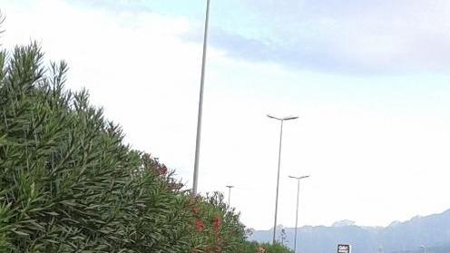 Rami sulla carreggiata in via Aurelia