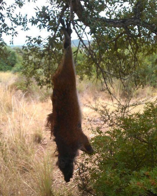 Cinghiale preso al laccio 
