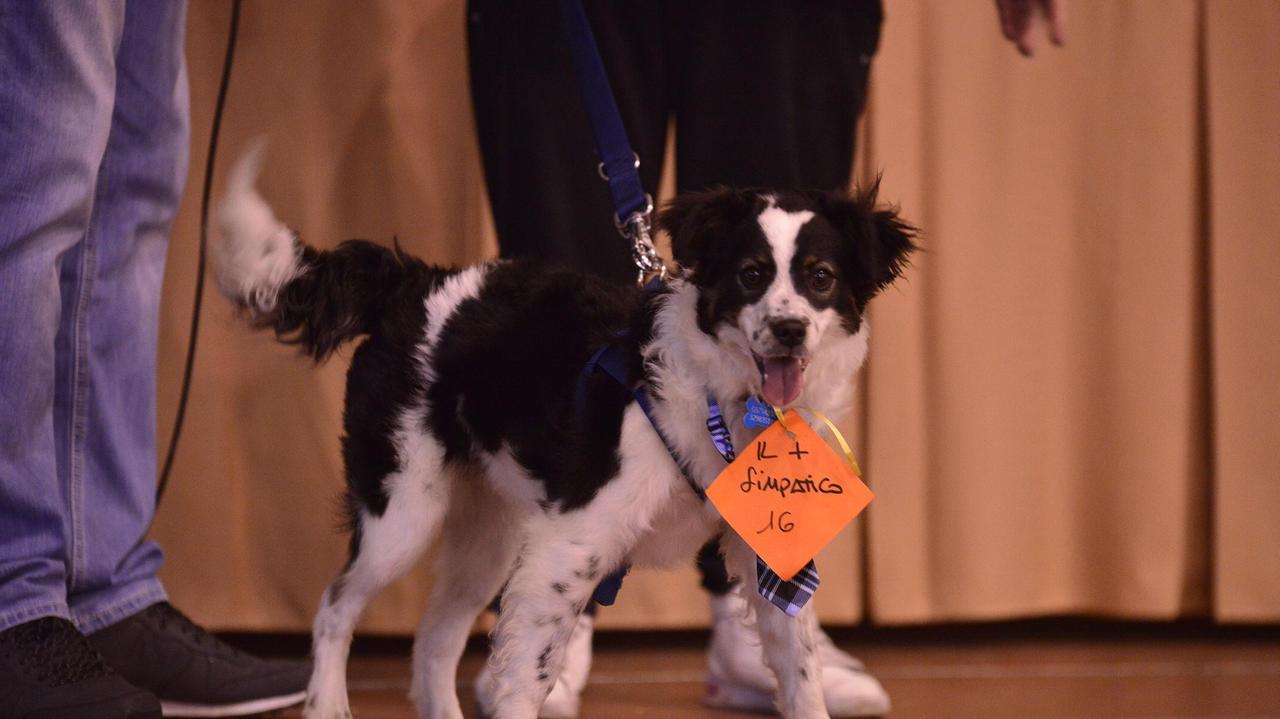 Un cane durante una mostra canina (foto di archivio)