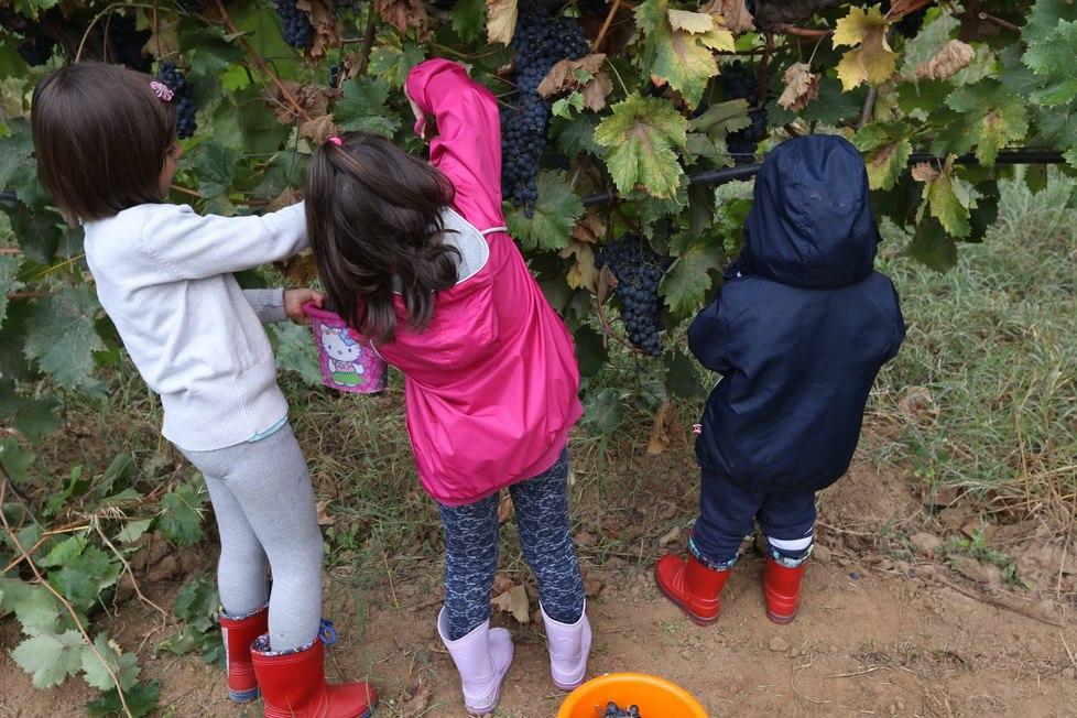 Bambini nella vigna alla scoperta della vendemmia 