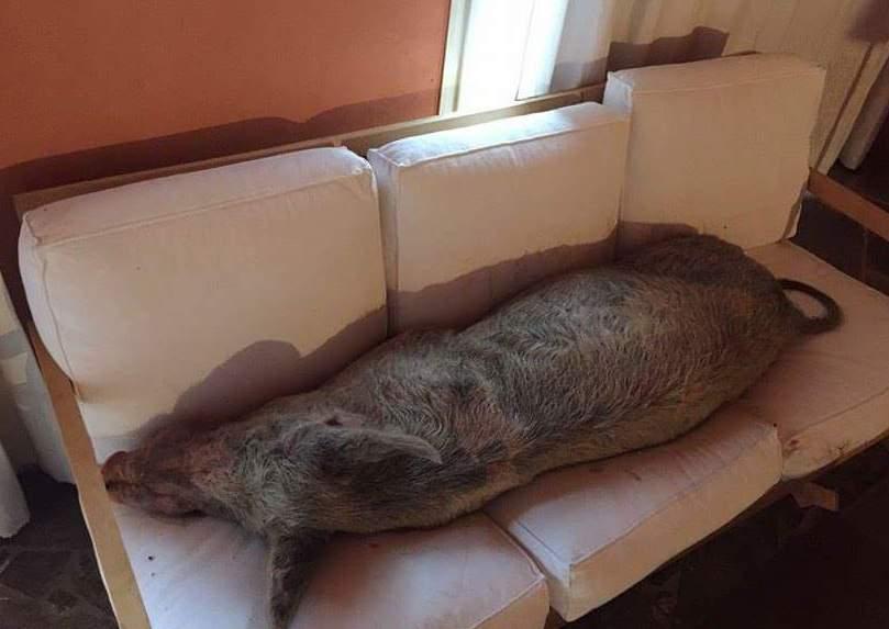 Trova la porta aperta e il maiale si riposa sul divano 