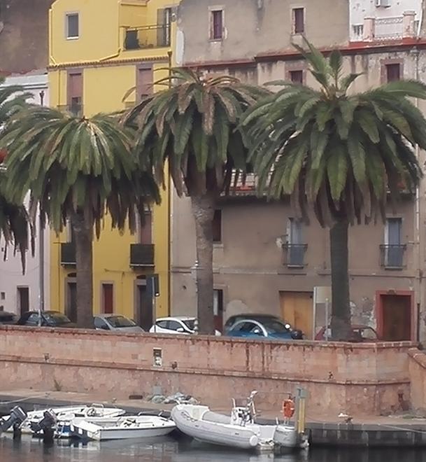 Palme devastate dal punteruolo 