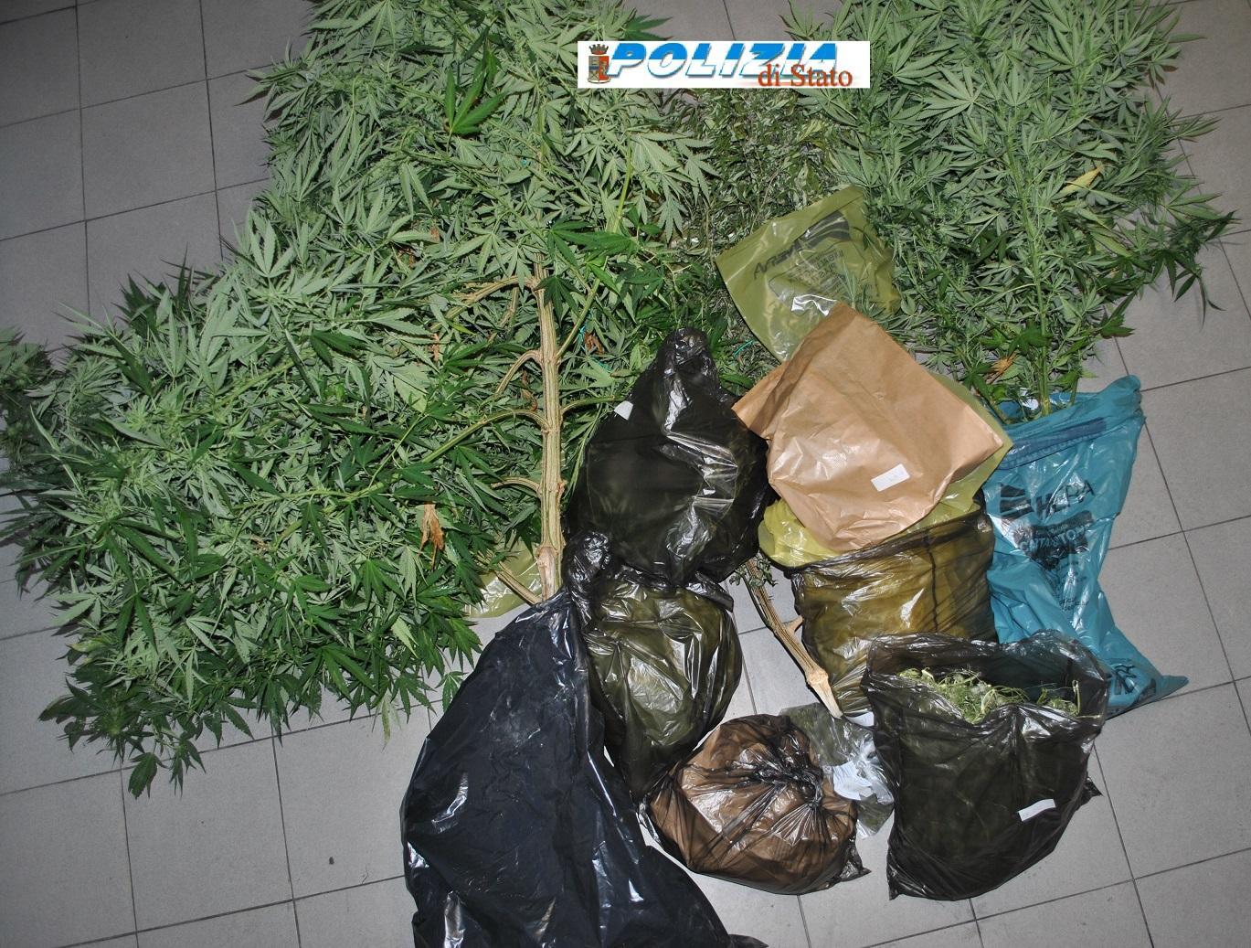 Coltivava marijuana in giardino, arrestato