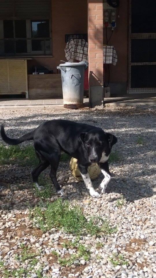 «Il cane russa di notte» e lo riportano al canile 
