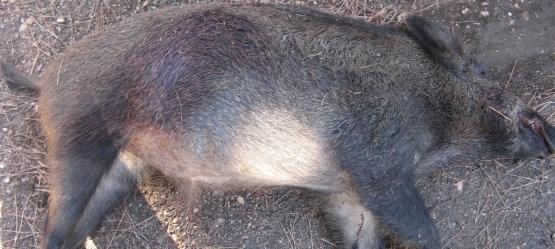 Spara pallettoni vicino a una strada 