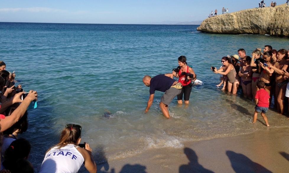 Liberata la tartaruga Saturnia
