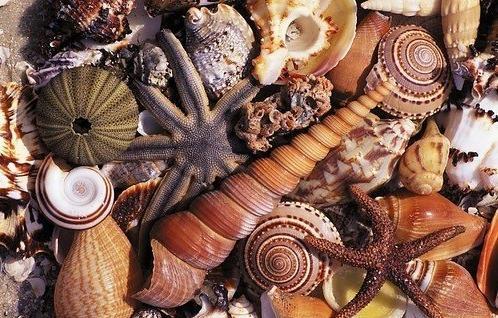 Specie e storie di conchiglie e fossili raccolti in spiaggia