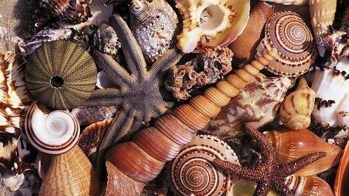 Specie e storie di conchiglie e fossili raccolti in spiaggia