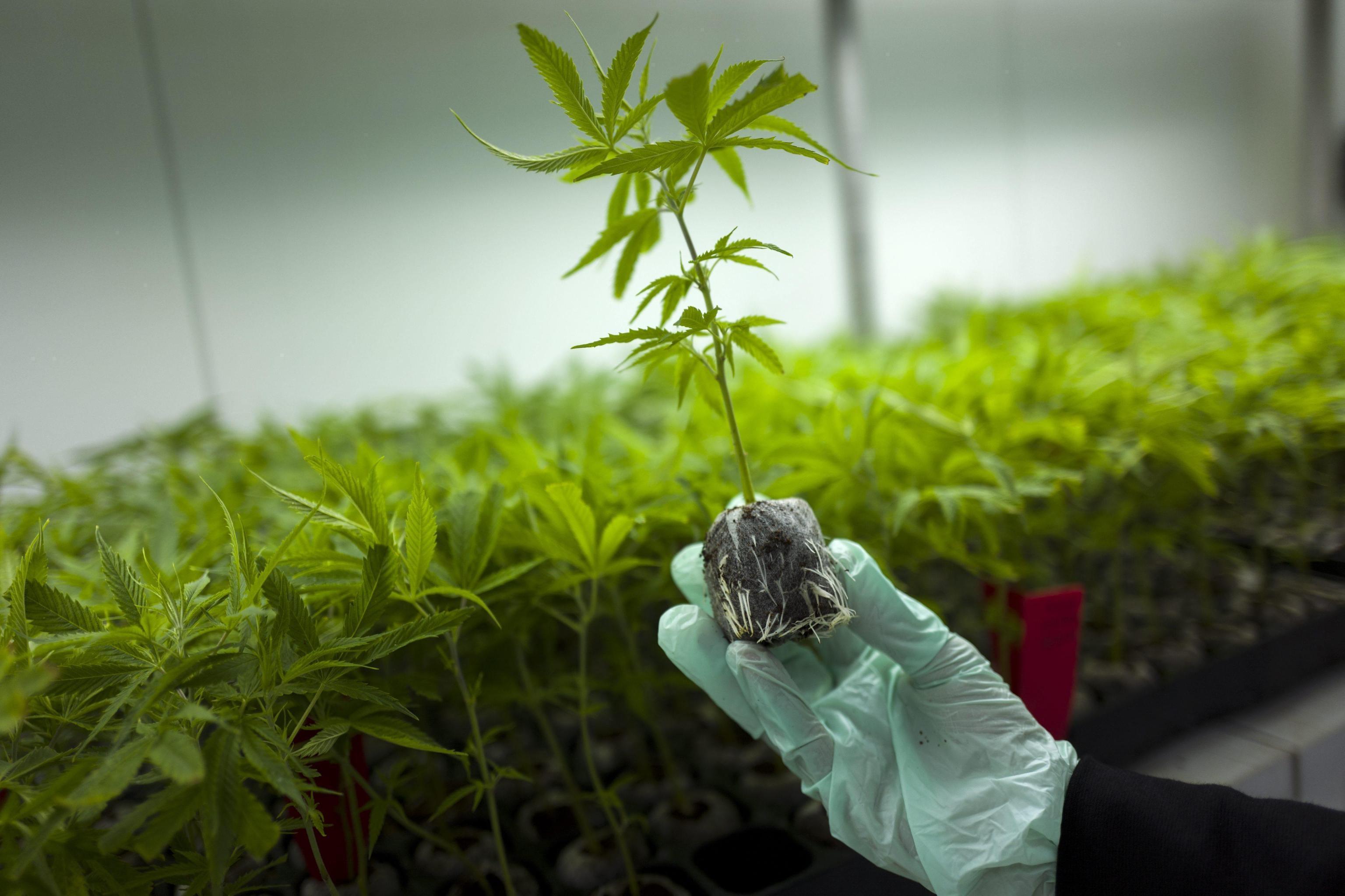 Quartu, coltivano marijuana in un terreno demaniale: nei guai zia e nipote