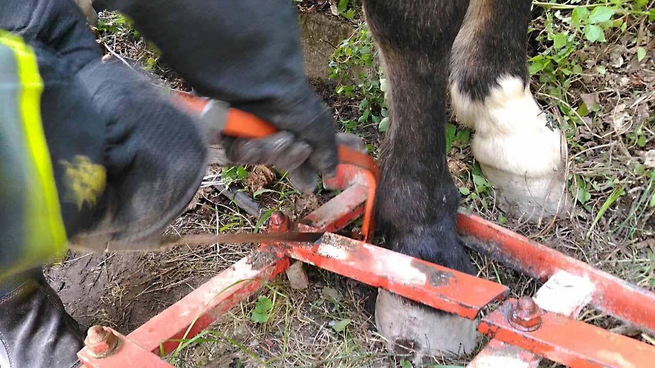 Cavallo imprigionato in un trattore, i pompieri lo salvano 