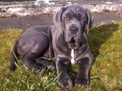 Cane avvelenato nel giardino 