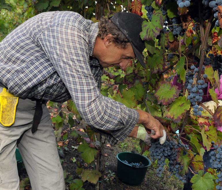 Nuovi produttori alla finestra a rischio i margini del Lambrusco 