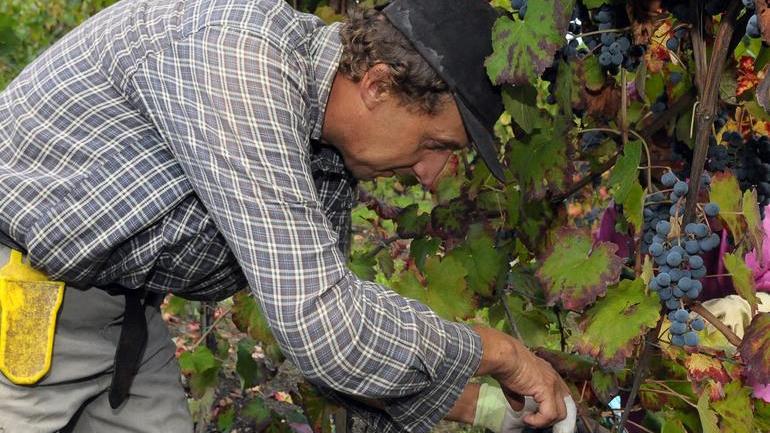 Nuovi produttori alla finestra a rischio i margini del Lambrusco