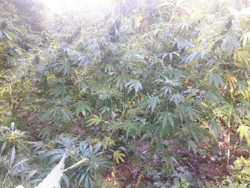 Dal bosco spunta la piantagione di marijuana - Video e foto