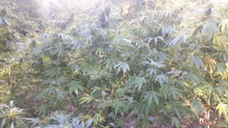 Dal bosco spunta la piantagione di marijuana - Video e foto