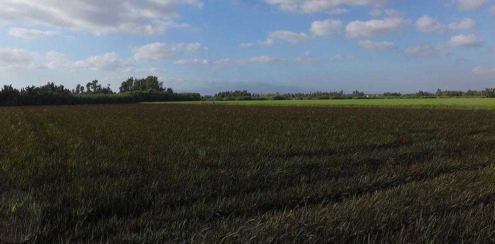 Agricoltura e innovazione: il riso nero “Gioiello” spicca il volo da Oristano 