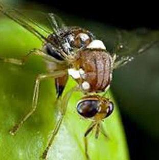 Il ritorno della mosca olearia minaccia il raccolto delle olive 