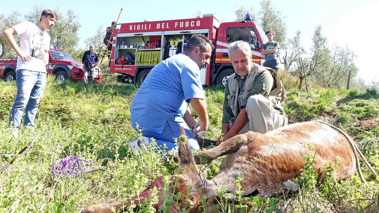 Le operazioni di soccorso della giovane cerva (foto Gori)