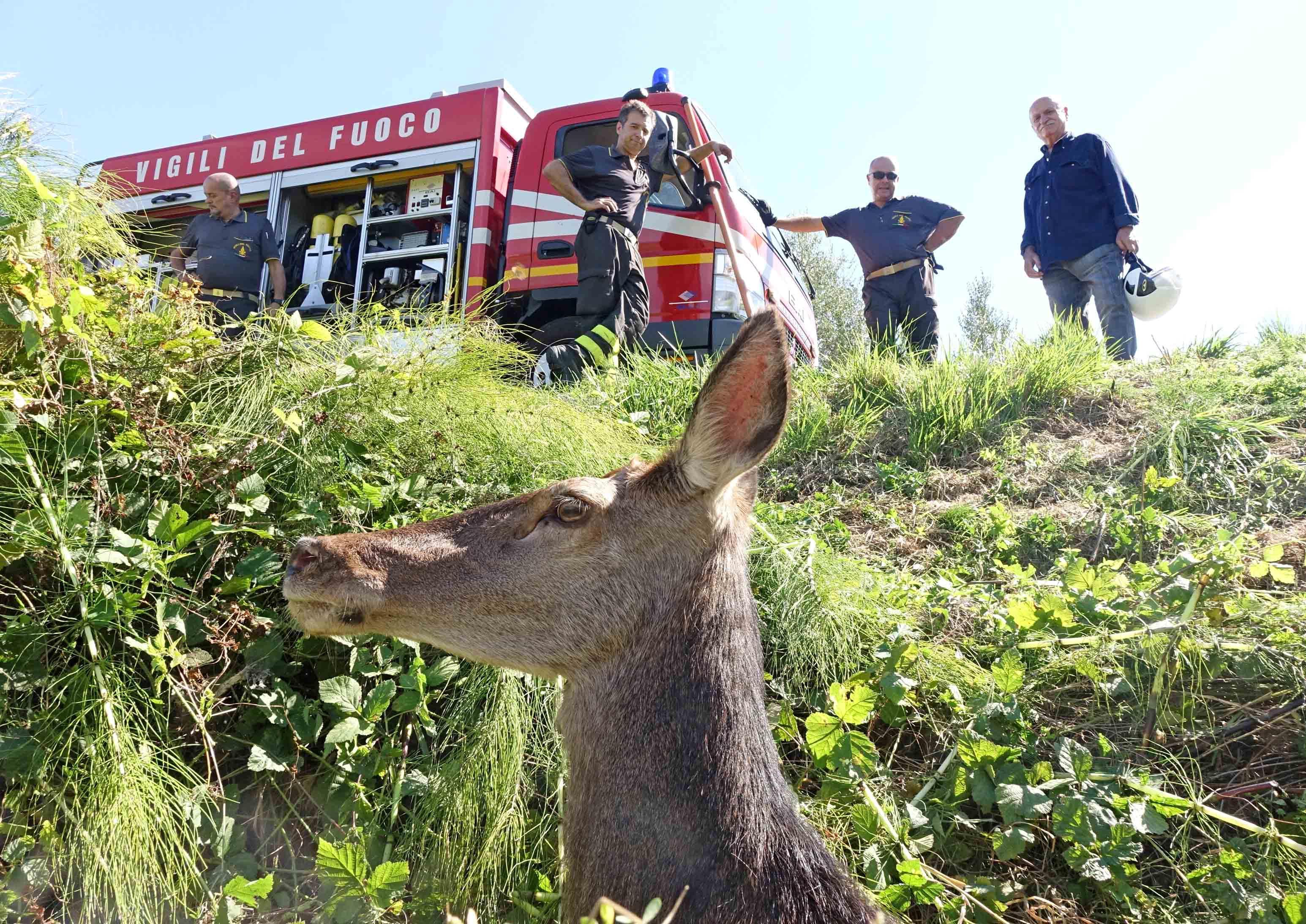 La cerva nel fosso di via Sant'Alessio (foto Gori)