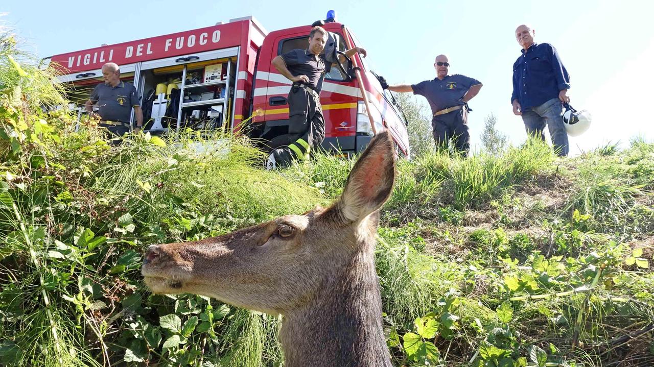 La cerva nel fosso di via Sant'Alessio (foto Gori)