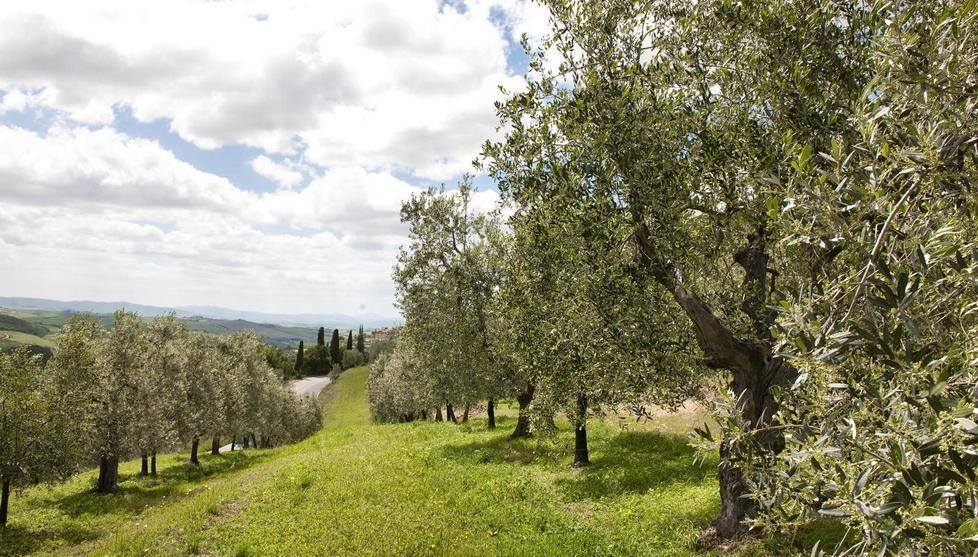 Crolla la produzione d’olio, si salva solo il quercetano 