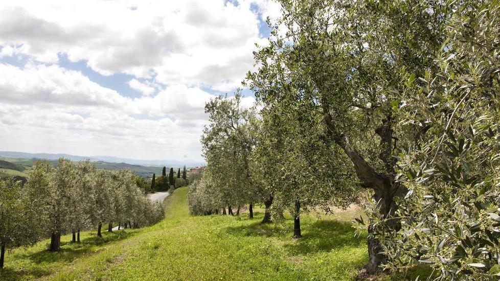 Crolla la produzione d’olio, si salva solo il quercetano