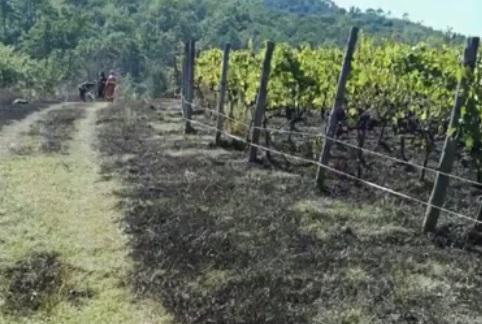 Il vigneto lambito dalle fiamme (foto Vab Colline Medicee)