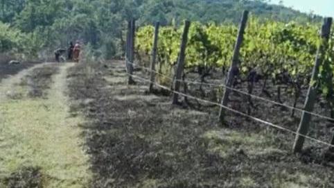 Il vigneto lambito dalle fiamme (foto Vab Colline Medicee)
