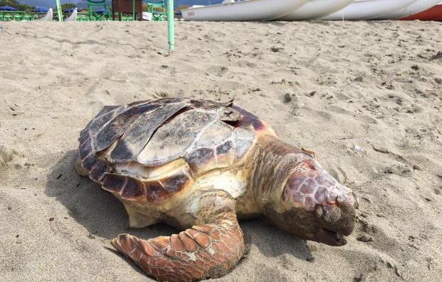 Tartaruga spiaggiata all’Onda Marina