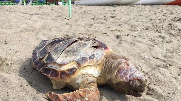Tartaruga spiaggiata all’Onda Marina
