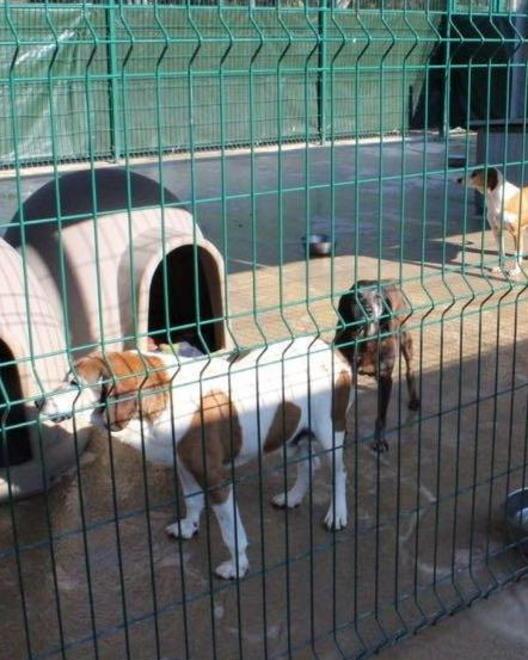 Denver, cane adottato dal Comune 