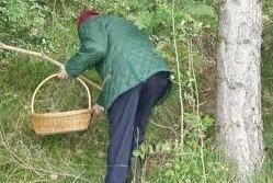 Raccolta funghi, il no alla proposta di legge