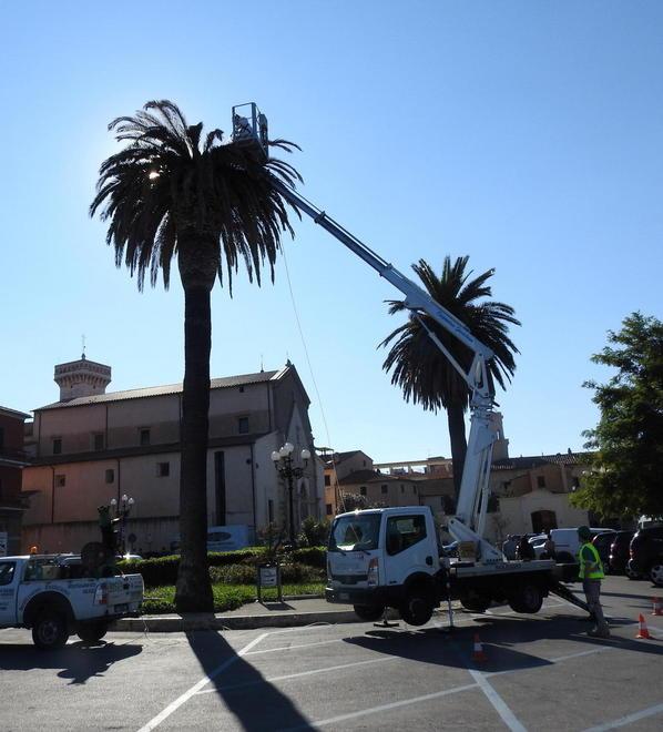 Ditta al lavoro contro il punteruolo