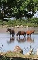 Genoni vuole il Parco della Giara 