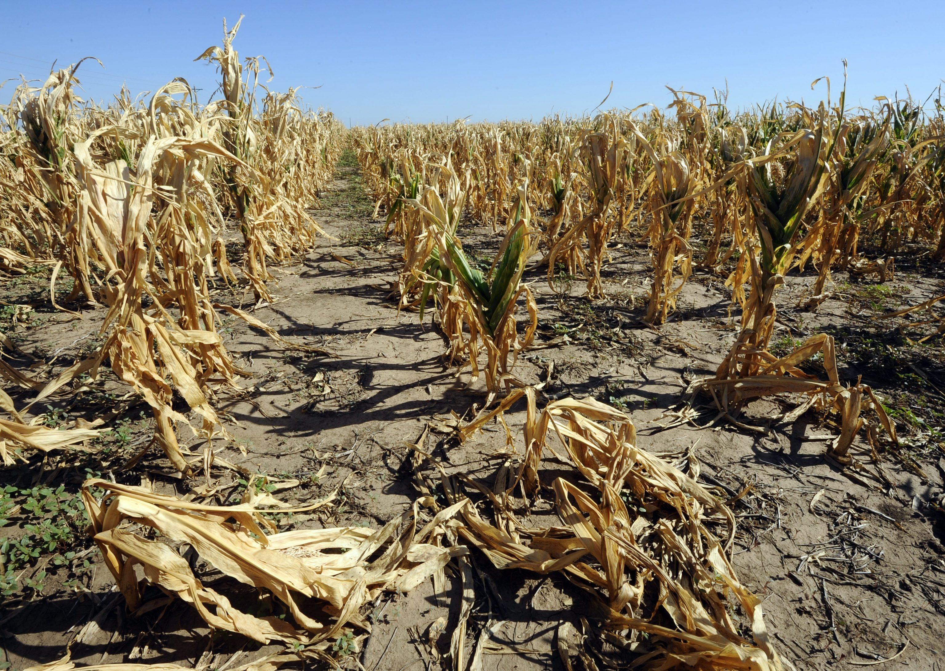 «Il 2016 nel Sud Sardegna è stato il meno piovoso degli ultimi 215 anni» 