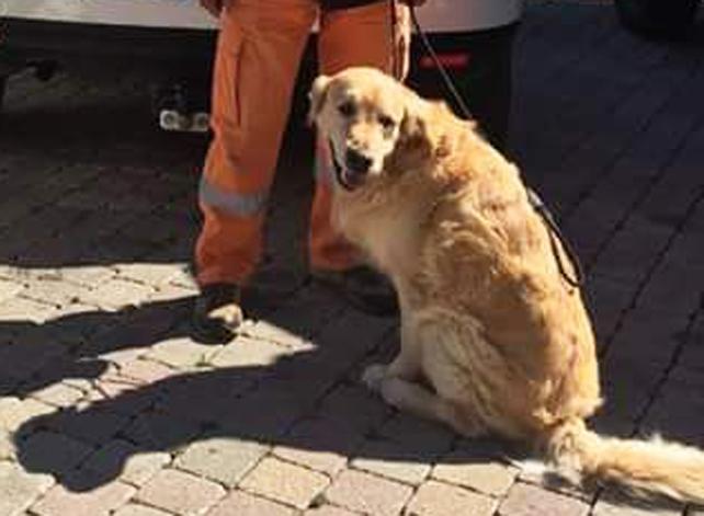 Il fiuto tra le macerie: premiato il cane-eroe Merlino 