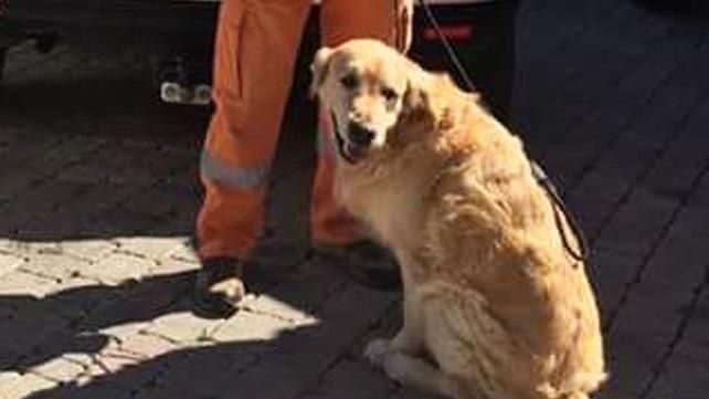 Il fiuto tra le macerie: premiato il cane-eroe Merlino