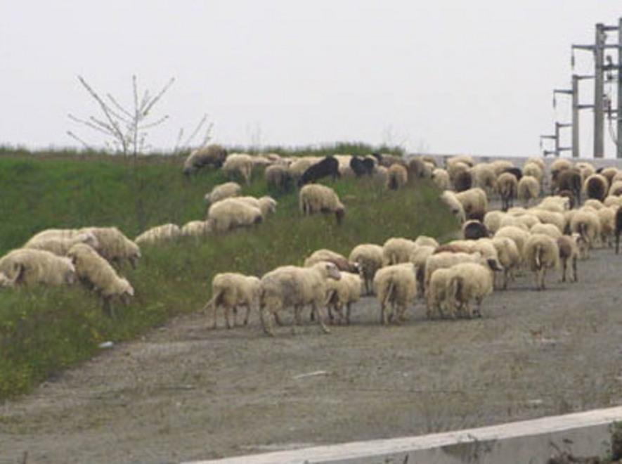 Pecora malata: abbattimento per il gregge. Il no degli animalisti 