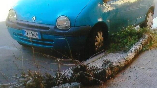 Nessuno rimuove l’albero caduto
